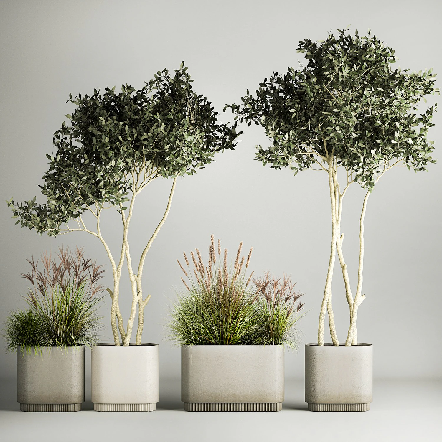 Ornamental Olive Trees In Concrete Pots 1128 3D Model .c4d .max .obj .3ds .fbx .stl .blend