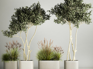 Ornamental Olive Trees In Concrete Pots 1128 3D Model