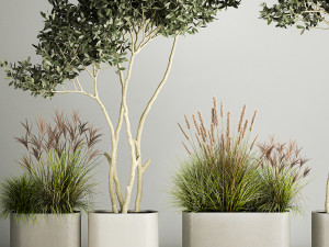Ornamental Olive Trees In Concrete Pots 1128 3D Модель