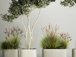 Ornamental Olive Trees In Concrete Pots 1128 3D Model