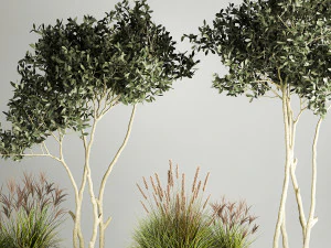Ornamental Olive Trees In Concrete Pots 1128 3D Model