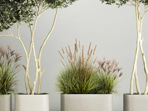 Ornamental Olive Trees In Concrete Pots 1128 3D Model