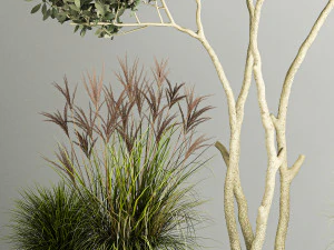 Ornamental Olive Trees In Concrete Pots 1128 3D Model