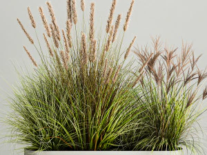 Ornamental Olive Trees In Concrete Pots 1128 3D Model