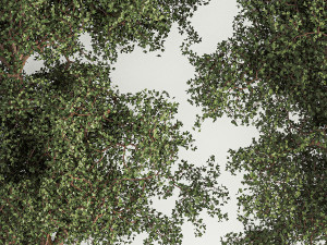 Trees for landscape design with a bench and bushes 1129 Modelo 3D