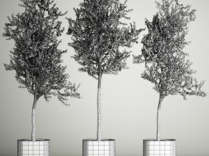 Trees In Concrete Vases And Pots For Exterior 1130 3D Model