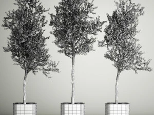 &Aacute;rboles en jarrones y macetas de hormig&oacute;n para exterior 1130 Modelo 3D
