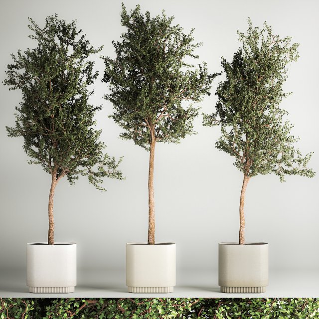 Trees In Concrete Vases And Pots For Exterior 1130 3D Model .c4d .max .obj .3ds .fbx .stl .blend 