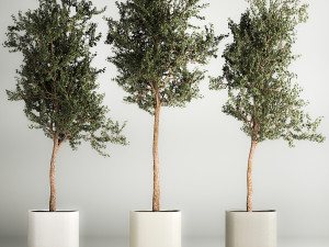 Trees In Concrete Vases And Pots For Exterior 1130 3D Model