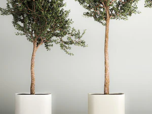 &Aacute;rboles en jarrones y macetas de hormig&oacute;n para exterior 1130 Modelo 3D