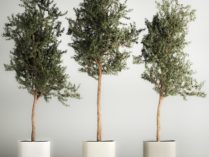 Trees In Concrete Vases And Pots For Exterior 1130 3D Model