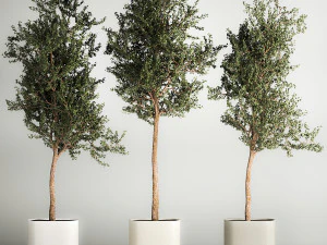 &Aacute;rboles en jarrones y macetas de hormig&oacute;n para exterior 1130 Modelo 3D