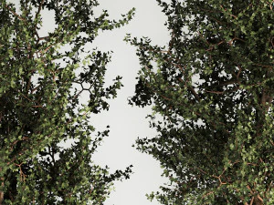 &Aacute;rboles en jarrones y macetas de hormig&oacute;n para exterior 1130 Modelo 3D