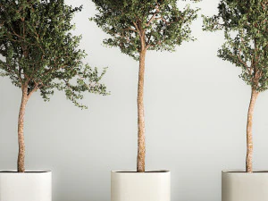 &Aacute;rboles en jarrones y macetas de hormig&oacute;n para exterior 1130 Modelo 3D