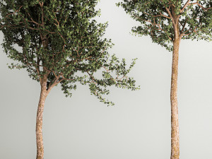 Trees In Concrete Vases And Pots For Exterior 1130 3D Model