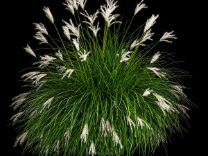 Ornamental Bushes For Landscape Design 1131 3D Model