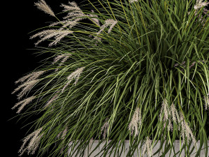 Bushes For Landscape Design Of Outdoor Flowerpots 1132 Modelo 3D