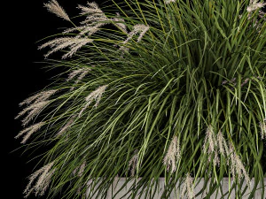 Bushes For Landscape Design Of Outdoor Flowerpots 1132 3D Model