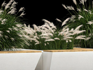 Banco de flores con arbustos de juncos y pasto pluma 1133 Modelo 3D