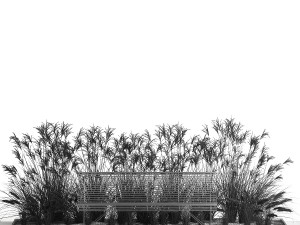 Flowerbed Bench With Bushes Feather Grass 1135 3D मॉडल