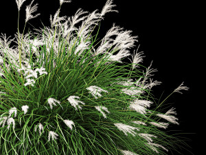 Flowerbed Bench With Bushes Feather Grass 1136 3D Model