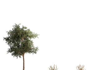 Tree and bushes with bench for outdoor environment 1146 3D Model
