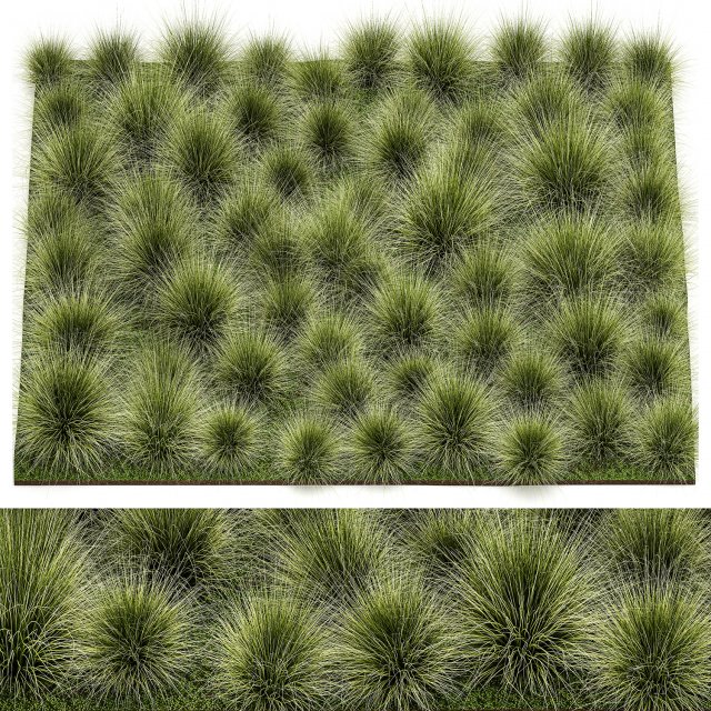 Decorative bushes feather grass grass for landscape design 1150 Modello 3D .c4d .max .obj .3ds .fbx .stl .blend 