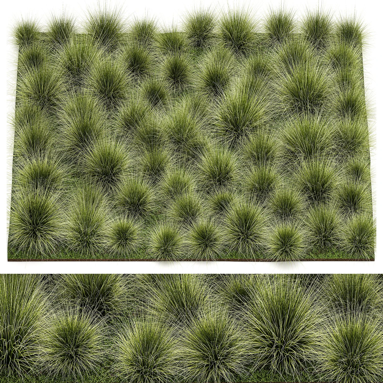 Arbustos decorativos grama de penas para paisagismo 1150 Modelo 3D .c4d .max .obj .3ds .fbx .stl .blend