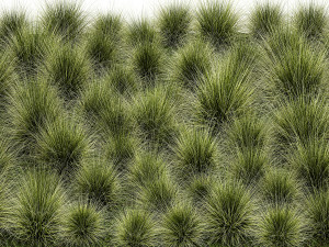 Decorative bushes feather grass grass for landscape design 1150 Modello 3D