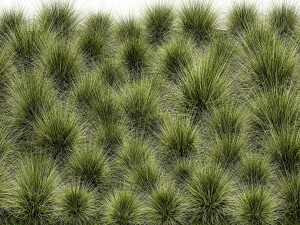 Arbustos decorativos grama de penas para paisagismo 1150 Modelo 3D