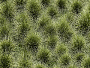 Decorative bushes feather grass grass for landscape design 1150 Modello 3D