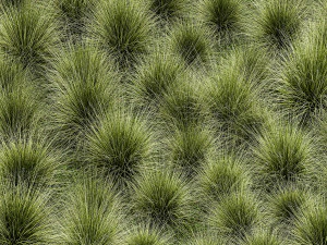 Arbustos decorativos grama de penas para paisagismo 1150 Modelo 3D