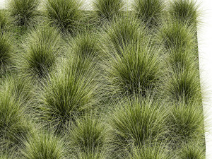 Decorative bushes feather grass grass for landscape design 1150 Modello 3D