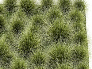 Arbustos decorativos grama de penas para paisagismo 1150 Modelo 3D