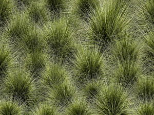 Arbustos decorativos grama de penas para paisagismo 1150 Modelo 3D