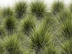 Decorative bushes feather grass grass for landscape design 1150 Modello 3D