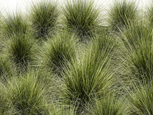 Arbustos decorativos grama de penas para paisagismo 1150 Modelo 3D