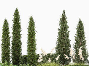 Garden of thuja and cypress trees with pampas grass bushes 1152 3D Модель