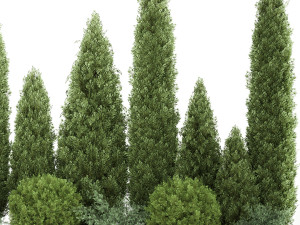 Garden of thuja and cypress trees with bushes 1153 Model 3D