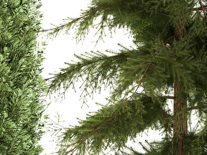 Garden of thuja and cypress trees with bushes 1153 Model 3D