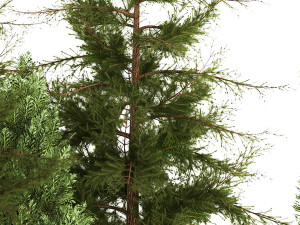 Garden of thuja and cypress trees with bushes 1153 Model 3D