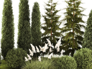 Garden of thuja and cypress trees with pampas grass bushes 1154 Modèle 3D