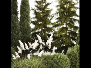 Garden of thuja and cypress trees with pampas grass bushes 1154 Modèle 3D