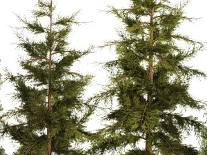 Garden of thuja and cypress trees with pampas grass bushes 1154 Modèle 3D