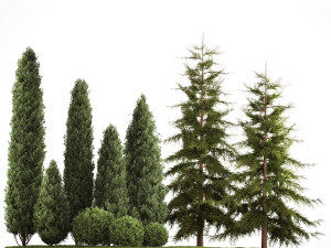 Garden of thuja and cypress trees with bushes 1155 3D 모델