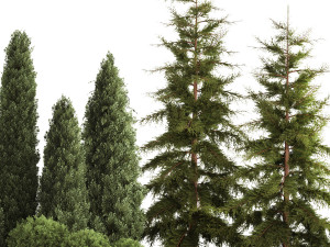 Garden of thuja and cypress trees with bushes 1155 3D 모델