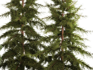 Garden of thuja and cypress trees with bushes 1155 3D 모델