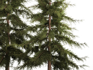 Garden of thuja and cypress trees with bushes 1155 3D 모델