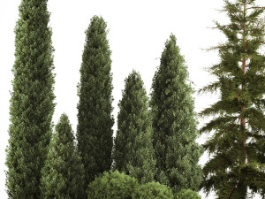 Garden of thuja and cypress trees with bushes 1155 3D 모델