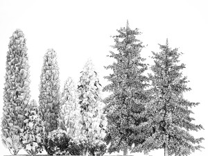 Garden of thuja and cypress trees with bushes 1155 3D 모델